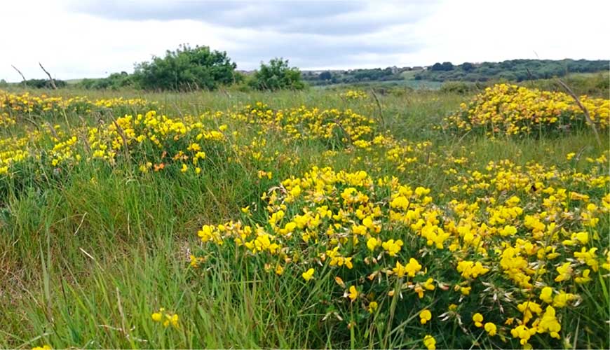 Wildflowers at Cattersty Gill Nature Reserve