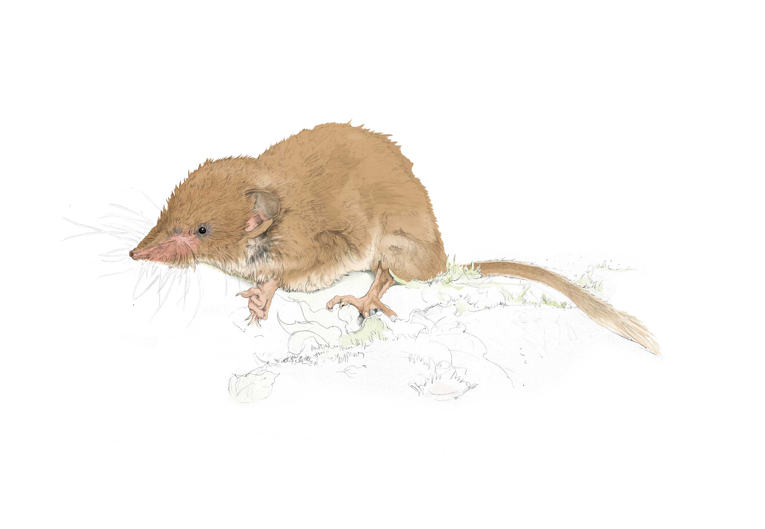 Shrew illustration by Nick Ellwood.