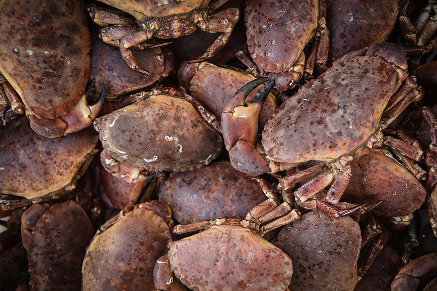 Close up of crab by Ceri Oakes