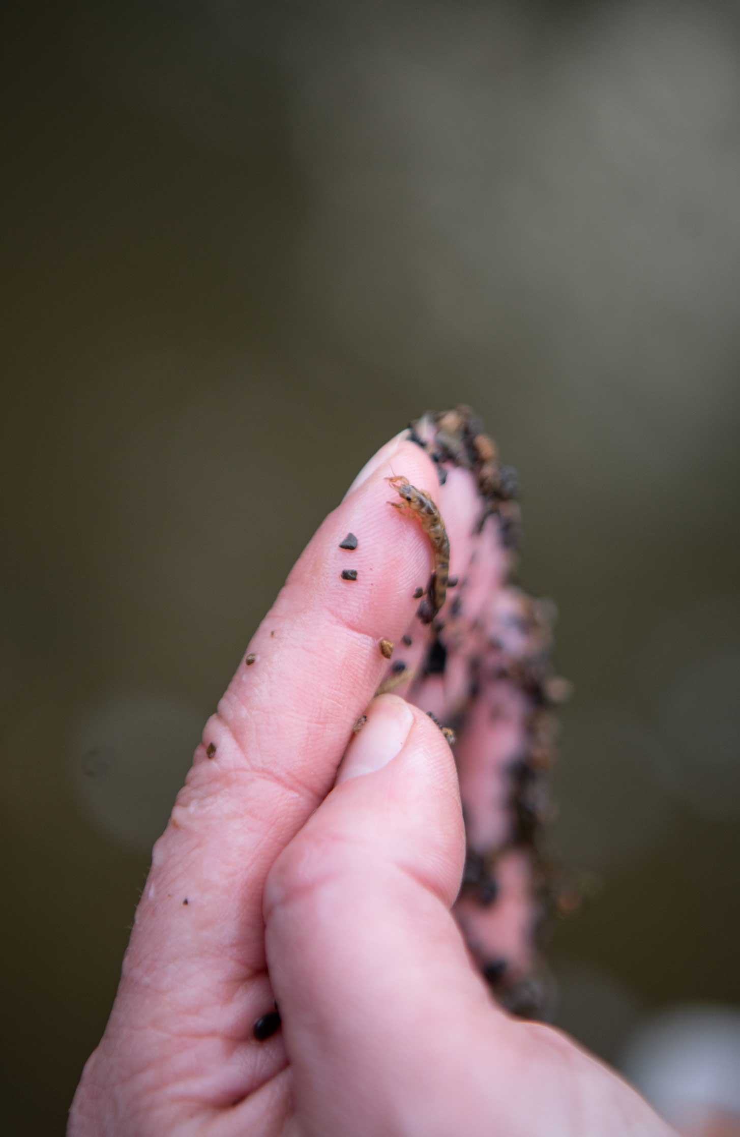 Close up photo of a a mayfly on a hand. Credit Charlie Fox.