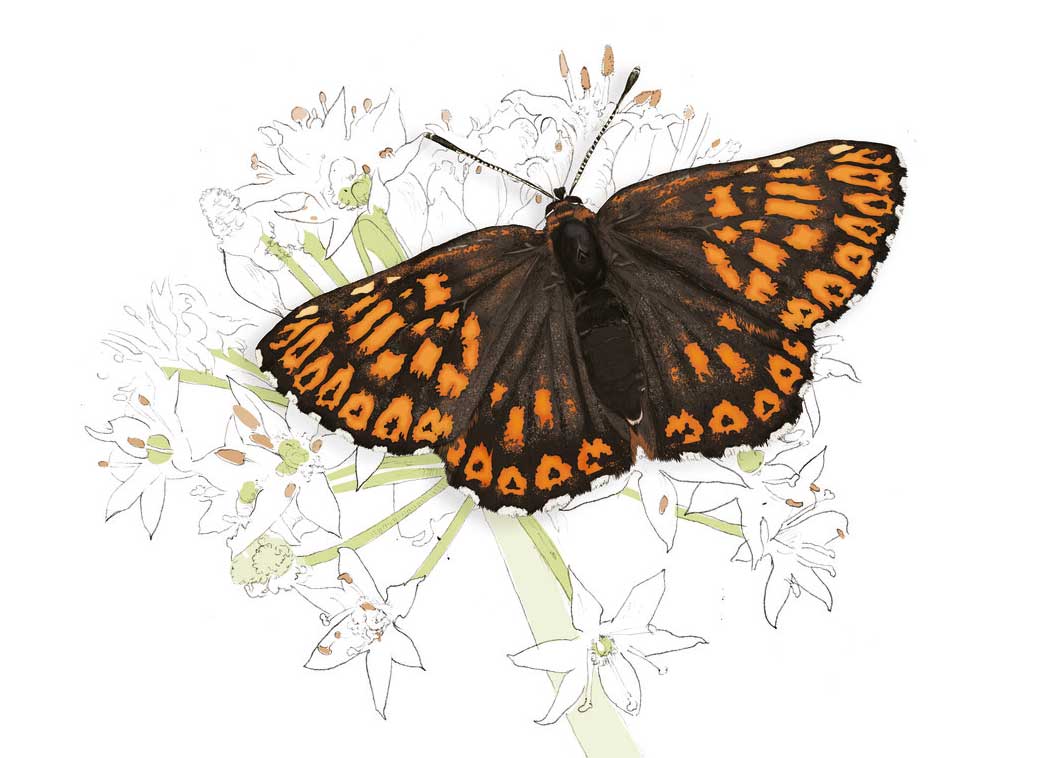 Duke of Burgundy illustration by Nick Ellwood