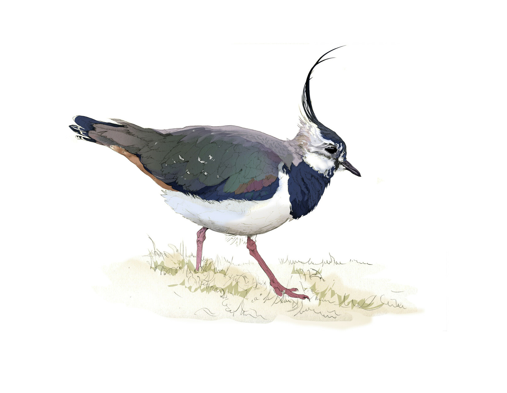 Lapwing illustration by Nick Ellwood.