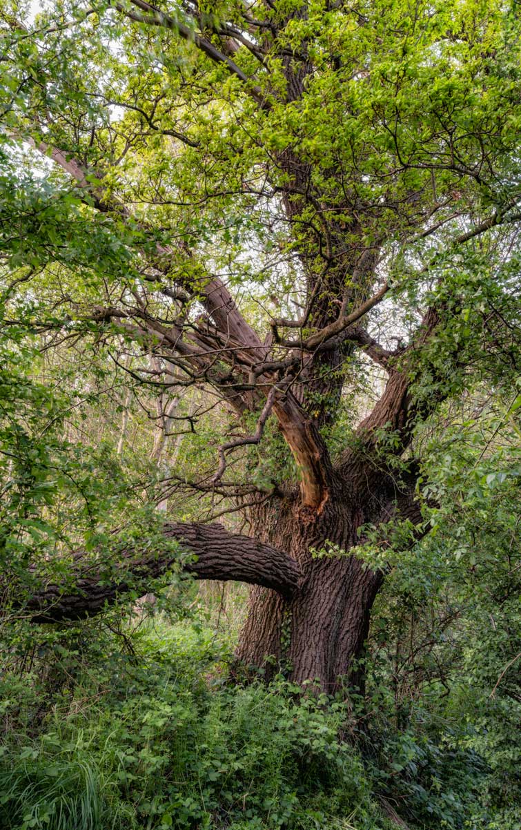 Close up of the canopy of a tree. Credit Lizzie Shepherd.