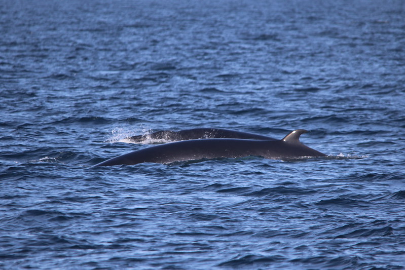 Whale Watching Credit Whitby Whale Watching