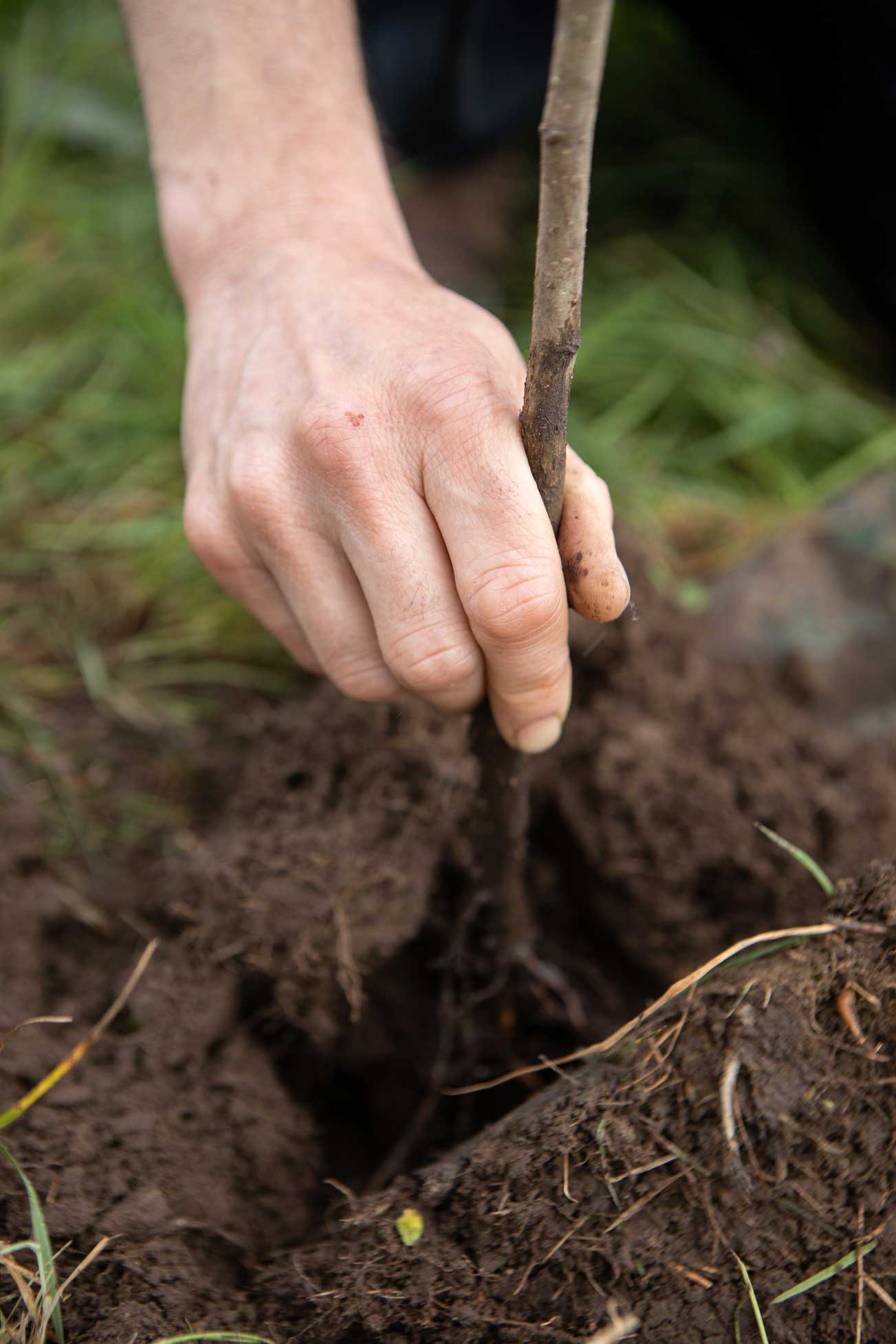 Close up of hand planting sapling in the ground. Credit Charlie Fox. Close up of hand planting sapling in the ground. Credit Charlie Fox.
