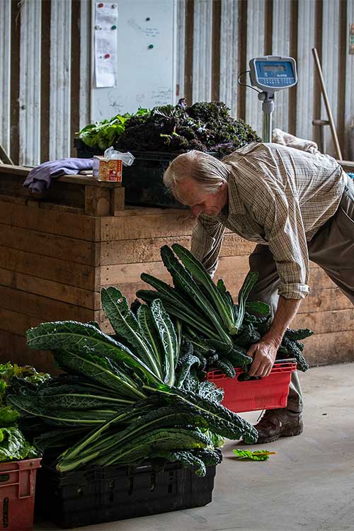 Man packing vegetables by Polly Baldwin