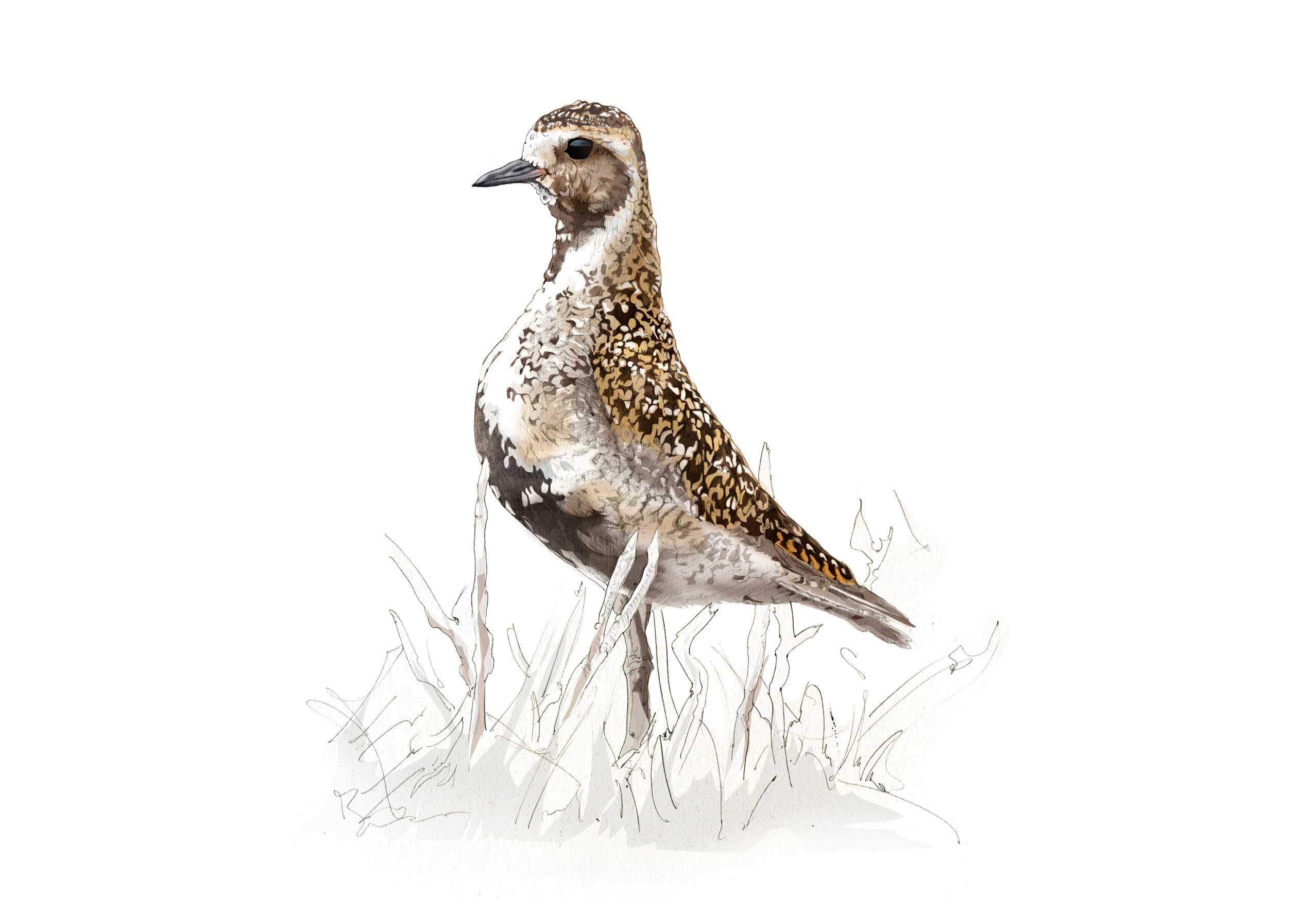 Golden Plover illustration by Nick Ellwood. Golden Plover illustration by Nick Ellwood.