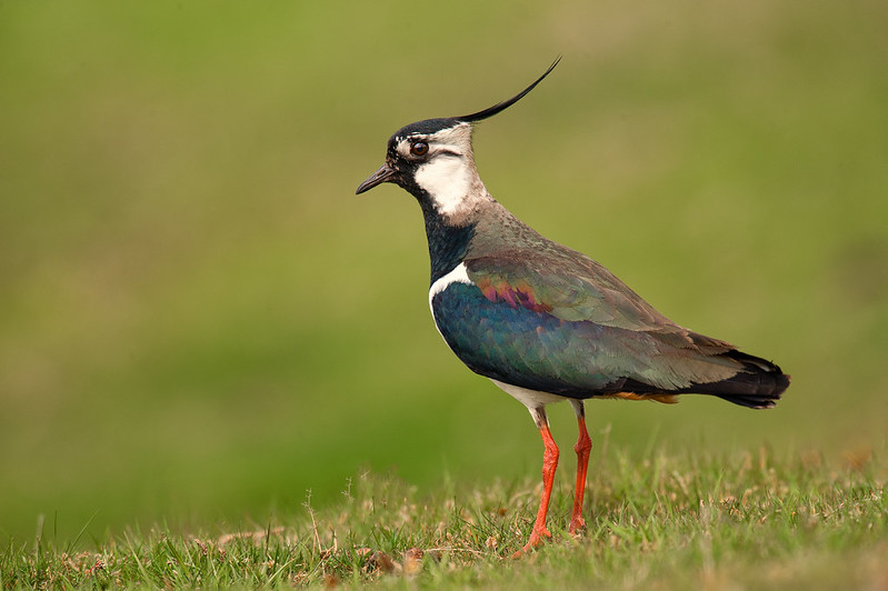 Lapwing at Danby Beacon Credit Colin Carter Lapwing at Danby Beacon Credit Colin Carter