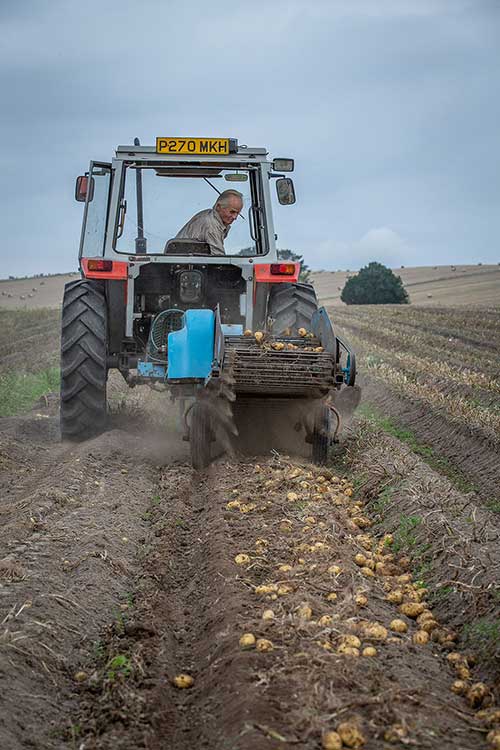 Man collecting potatoes in a tractor by Polly Baldwin