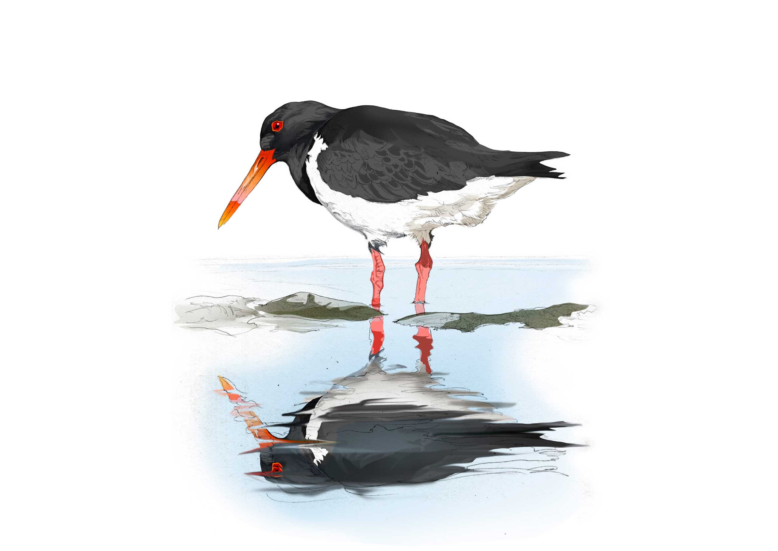 Oystercatcher illustration by Nick Ellwood.