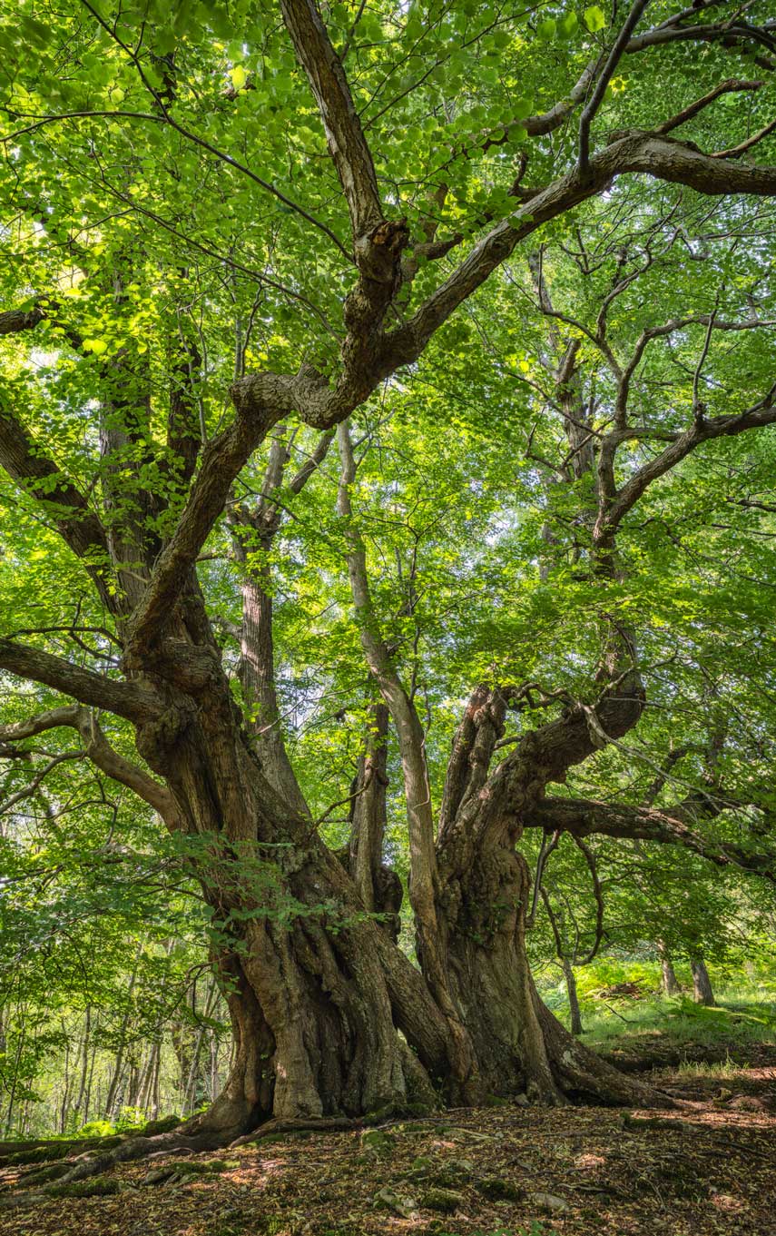 Ancient tree among a broadleaf woodland. Credit Lizzie Shepherd.