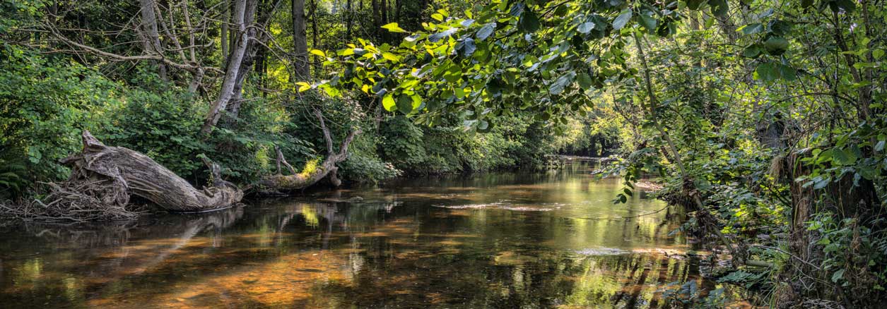 River scene showing dense greenery along a river bank. Credit Lizzie Shepherd.