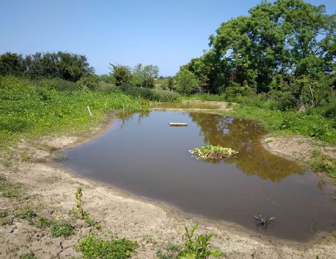 Newly created pond Newly created pond