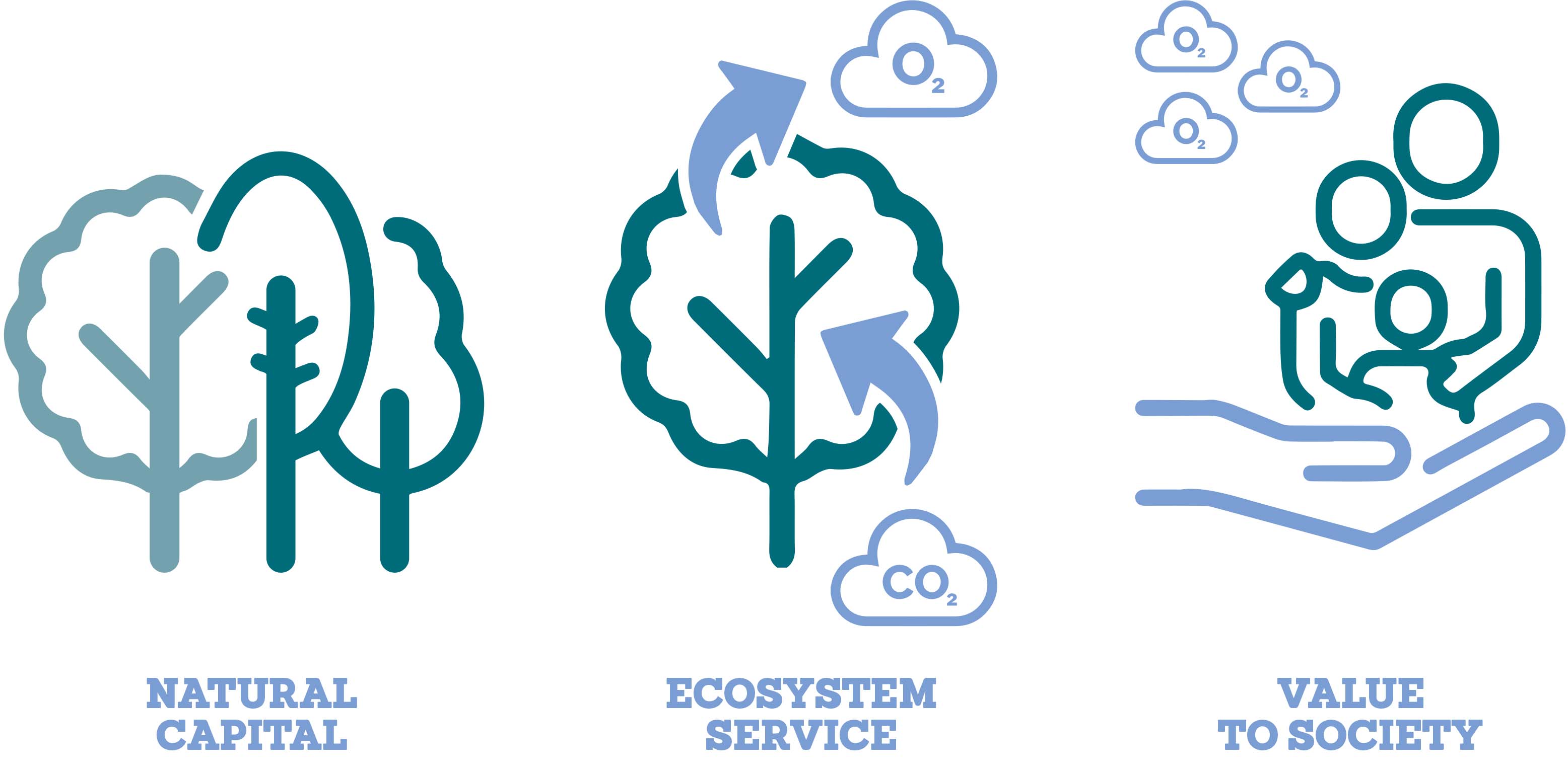 Infographic of a tree producing oxygen benefiting air quality Infographic of a tree producing oxygen benefiting air quality