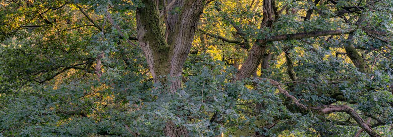 Close up of an oak tree's canopy. Credit Lizzie Shepherd.