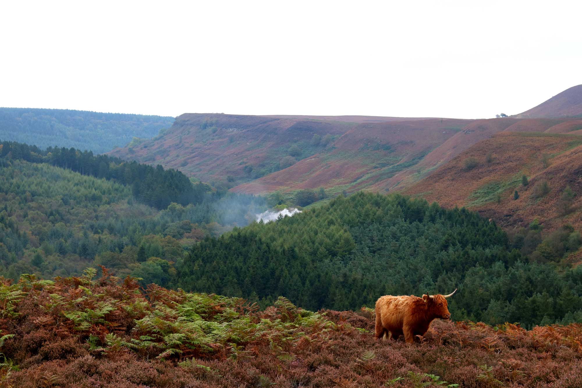 Moorland and wooded landscape with a highland cow in the foreground. Credit Alasdair Fagan. Moorland and wooded landscape with a highland cow in the foreground. Credit Alasdair Fagan.