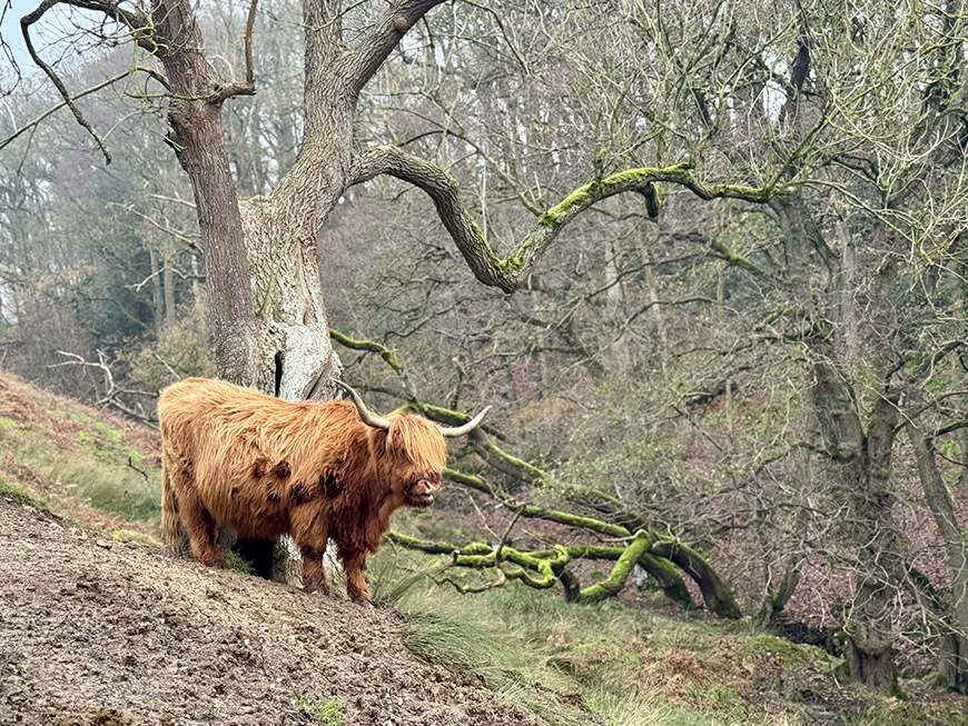 Highland cow on Levisham Moor Credit Bex Band