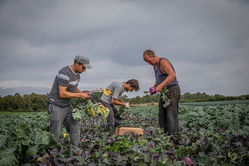 Three men cutting and collecting vegetables in a field by Polly Baldwin
