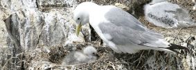 Kittiwake with chick on nest