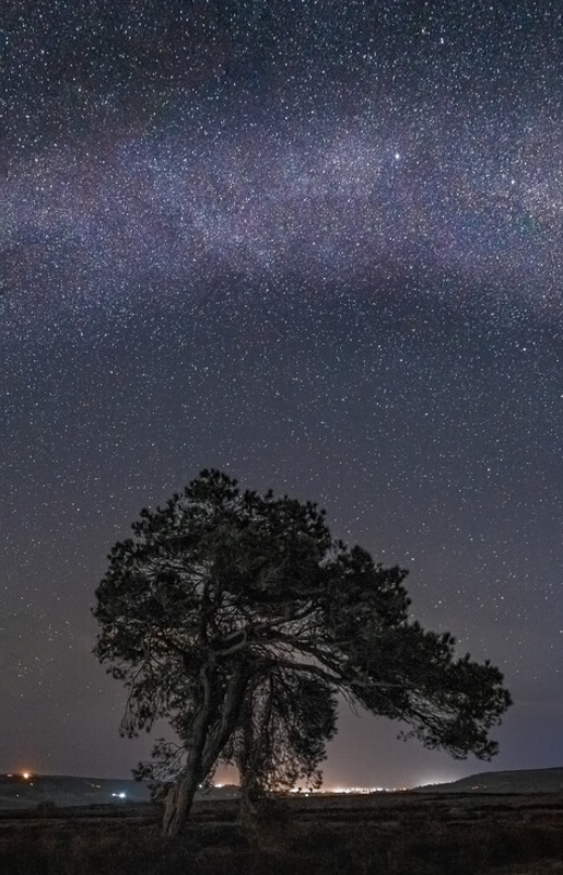 The lone tree at egton by Steve Bell