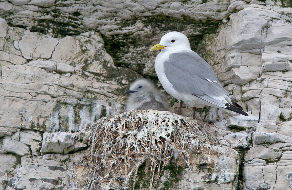 Kittiwake Kittiwake