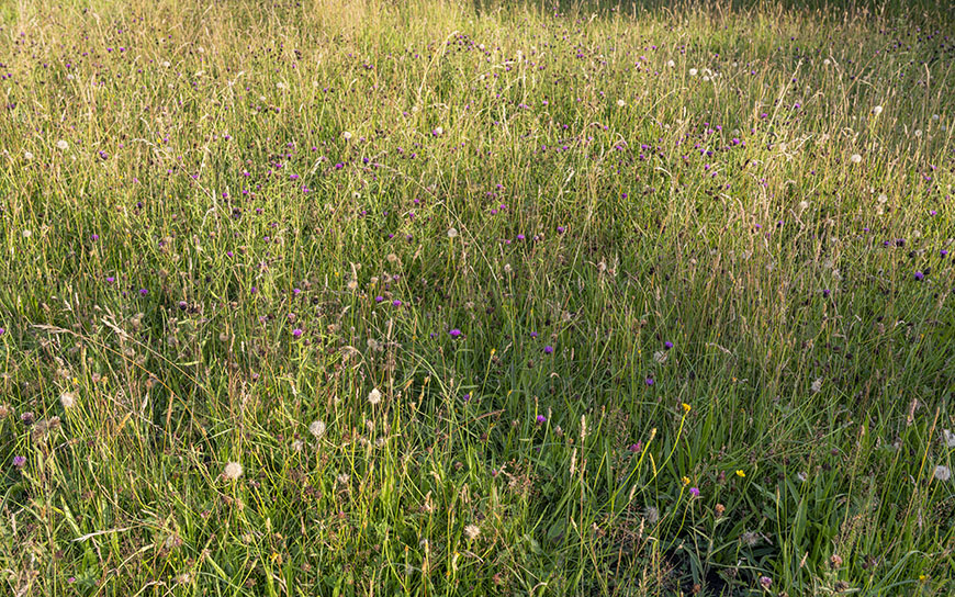 Wildflower meadow credit Lizzie Shepherd Wildflower meadow credit Lizzie Shepherd