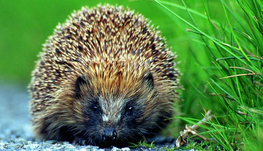 A hedgehog faces the camera as though looking directly at the viewer, it is stationary on a gravel path beside long grass