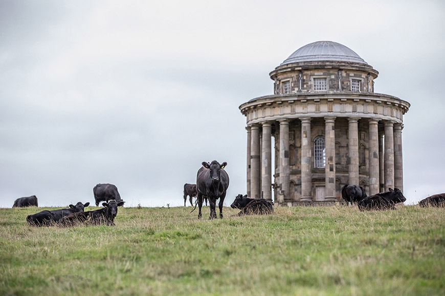 Cows in field with Mausoleum in the distance by Polly Baldwin