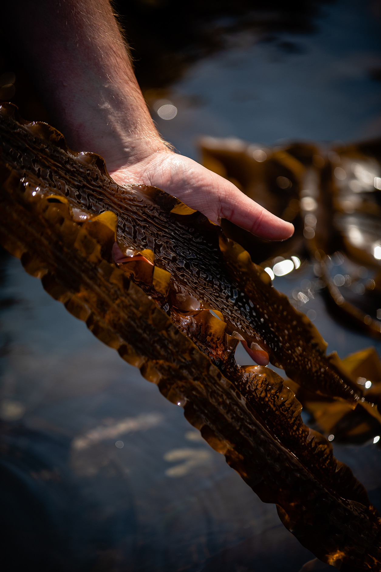 Hand holding out brown seaweed to show detail by Ceri Oakes Hand holding out brown seaweed to show detail by Ceri Oakes