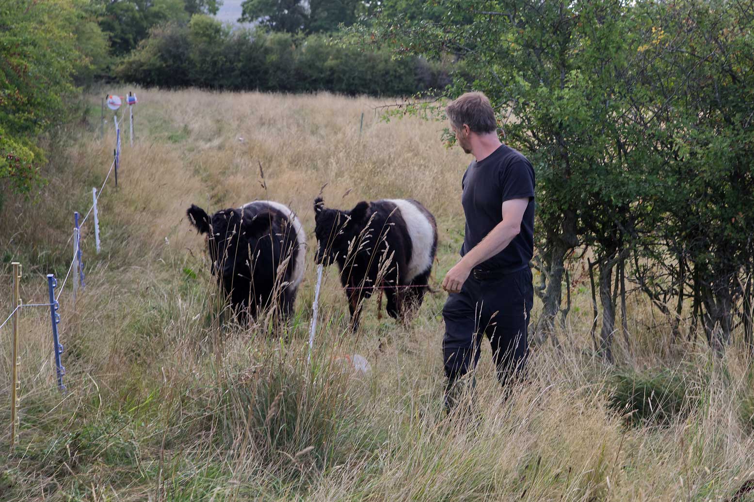 A farmer being followed by several cows. A farmer being followed by several cows.