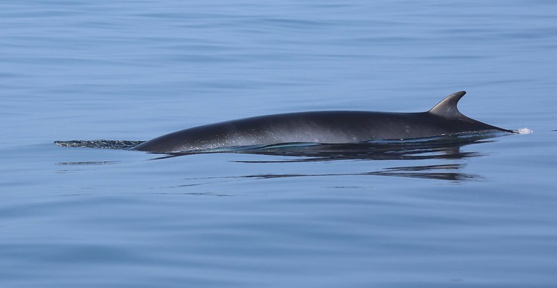 Minke Whale copyright Richard Baines - Yorkshire Coast Nature Minke Whale copyright Richard Baines - Yorkshire Coast Nature