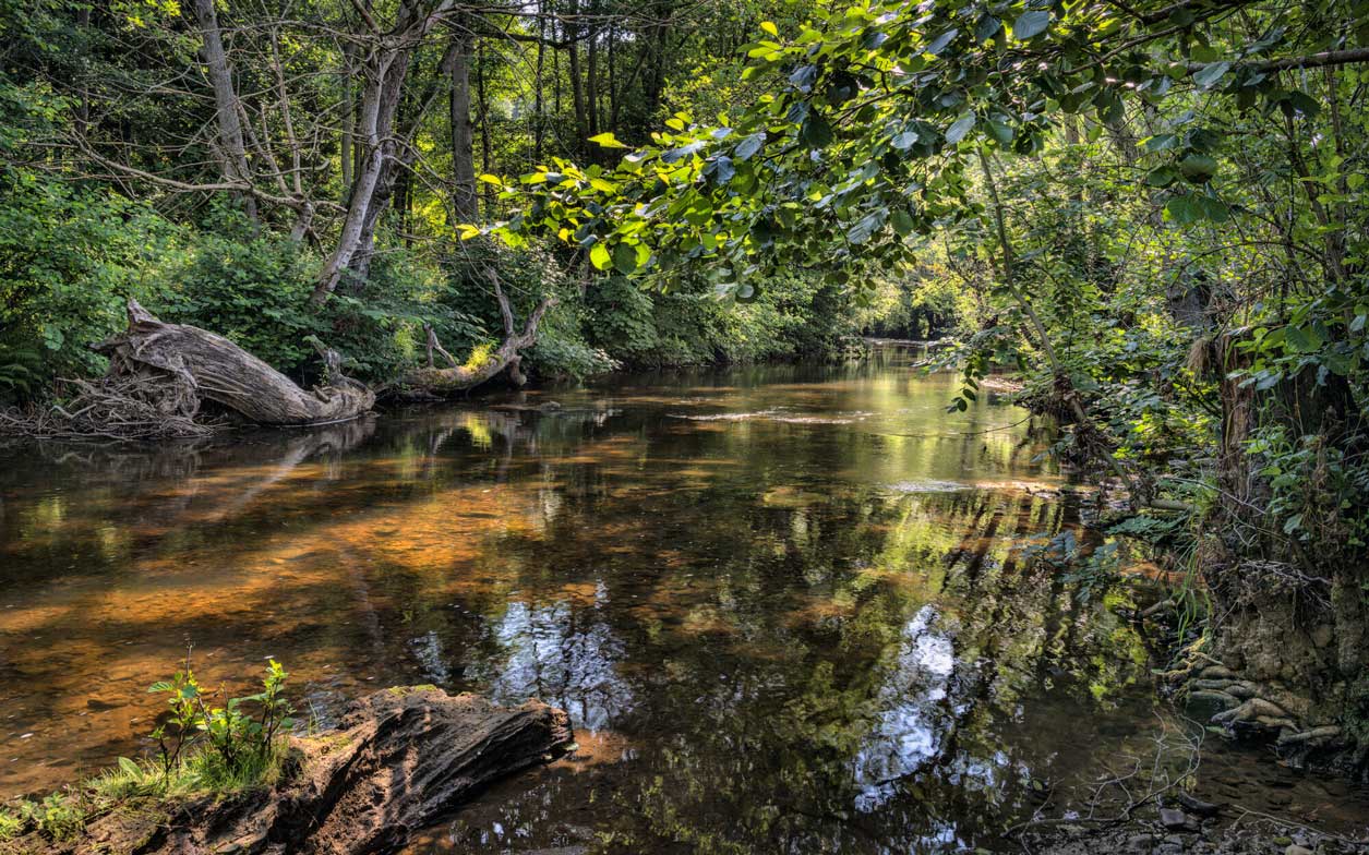 Dense greenery along a river bank with reflections in the water. Credit Lizzie Shepherd.
