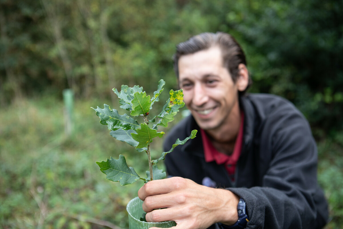Gregor Stuart (Woodland Operations Worker) inspecting an oak sapling. Credit Charlie Fox.