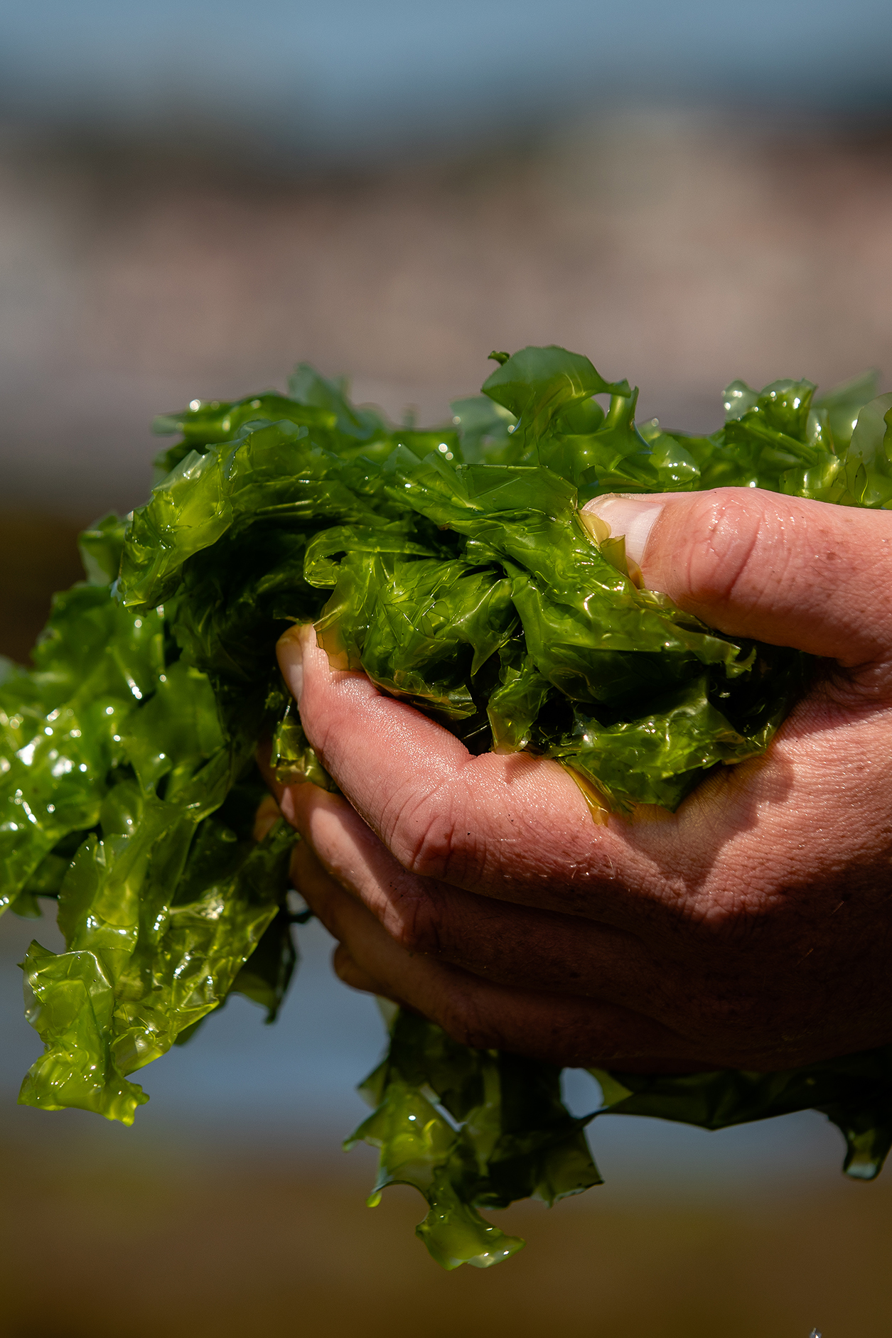 Cupped hands holding green seaweed by Ceri Oakes Cupped hands holding green seaweed by Ceri Oakes