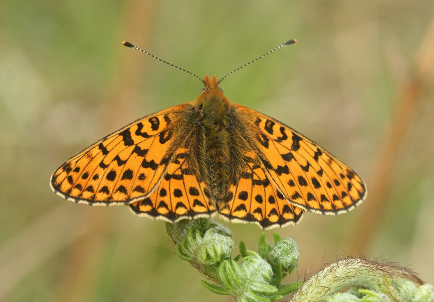 Pearl Bordered Fritillary credit Tammy Andrews Pearl Bordered Fritillary credit Tammy Andrews