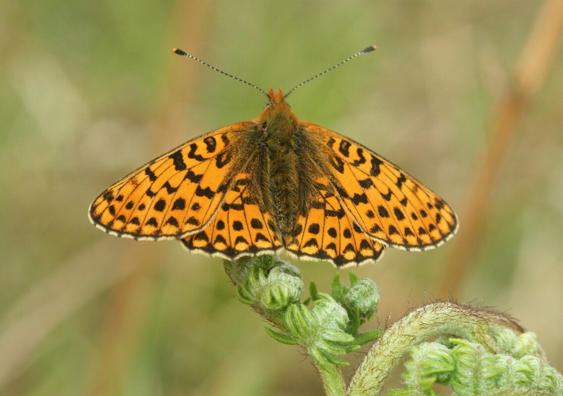 Pearl Bordered Fritillary credit Tammy Andrews