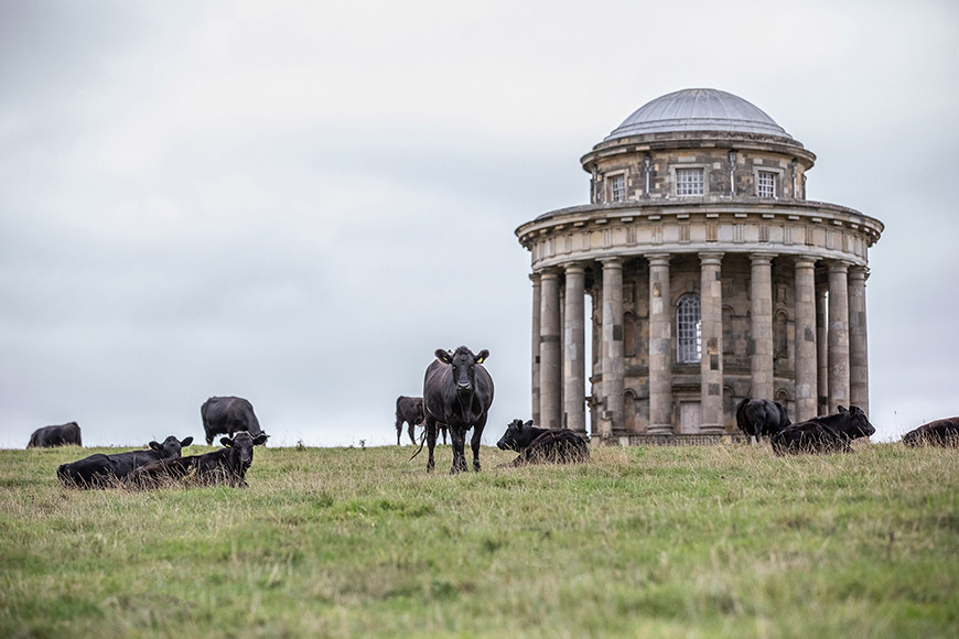 Cows in field with Mausoleum in the distance by Polly Baldwin Cows in field with Mausoleum in the distance by Polly Baldwin