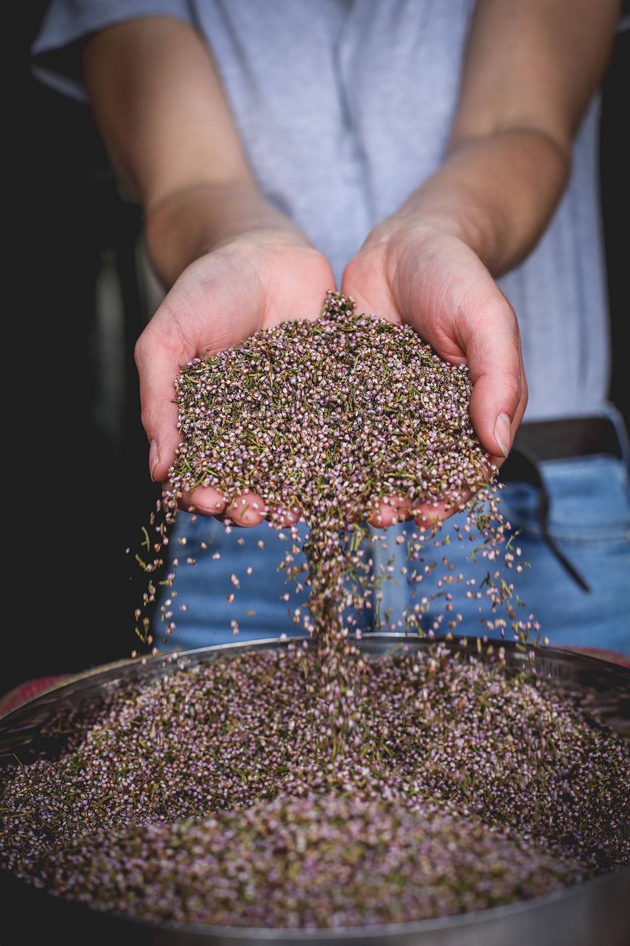 Hands cupped together full of heather flowers by Ceri Oakes
