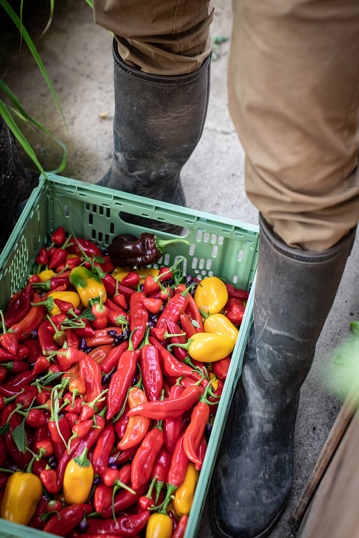 Container of chillis on the floor with feet beside by Polly Baldwin Container of chillis on the floor with feet beside by Polly Baldwin
