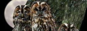 Tawny owls in tree