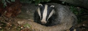 Badger in woodland undergrowth