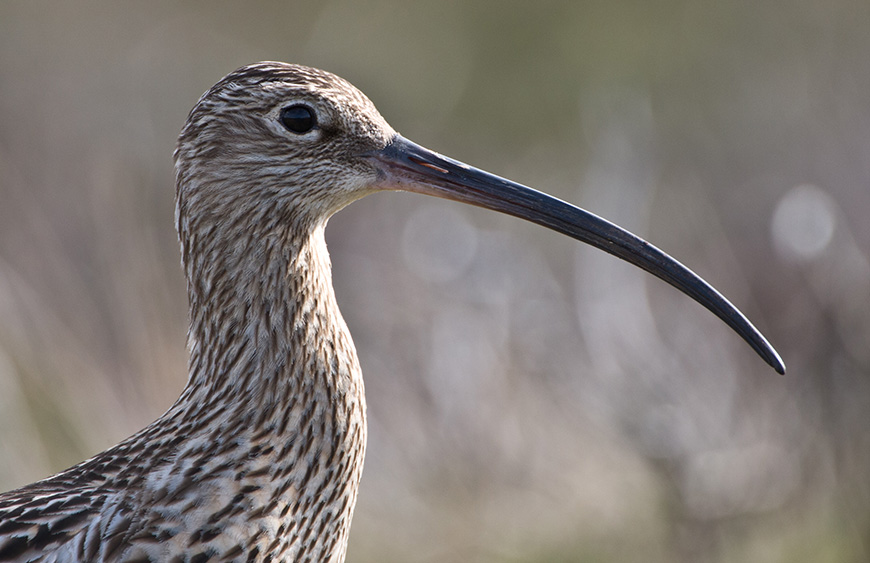 Curlew Credit Mike Nicholas