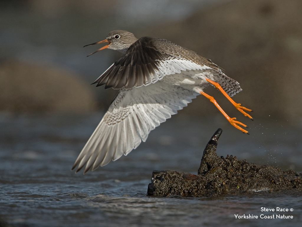 Redshank credit Steve Race Redshank credit Steve Race