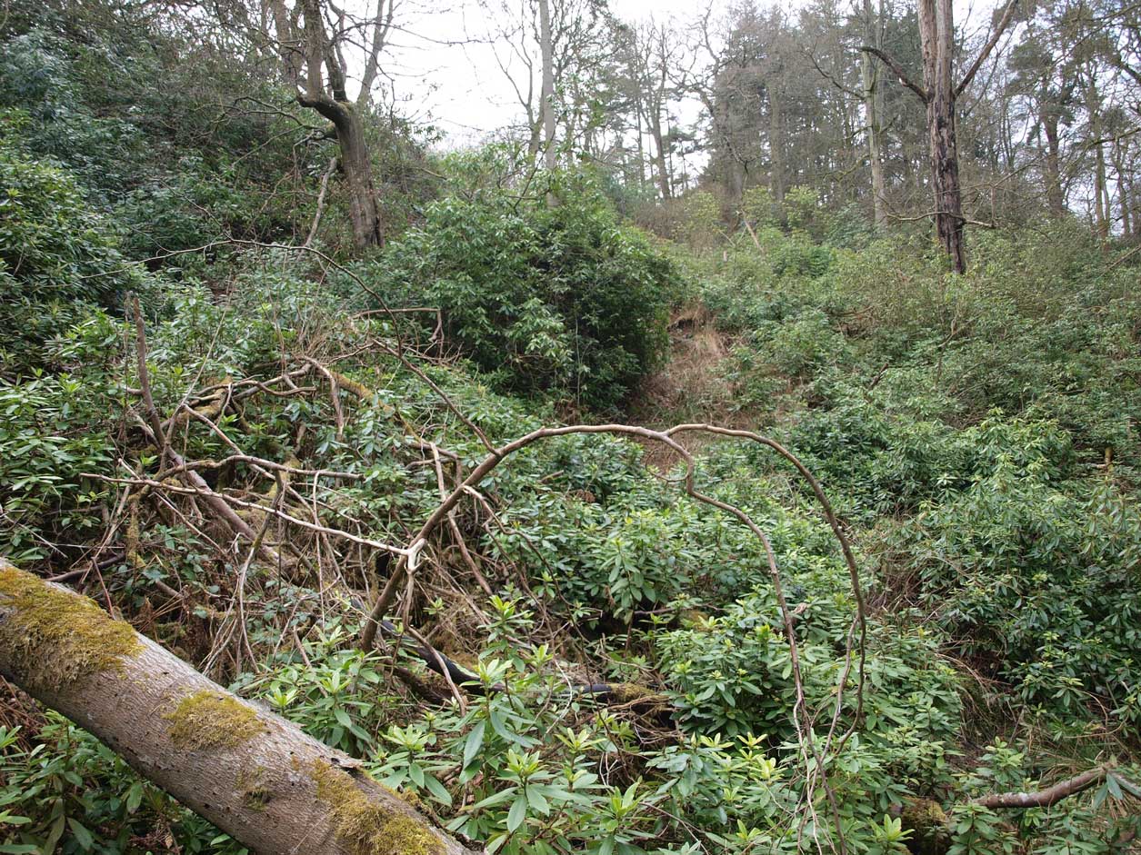 Rhododendron invading ancient woodland Rhododendron invading ancient woodland