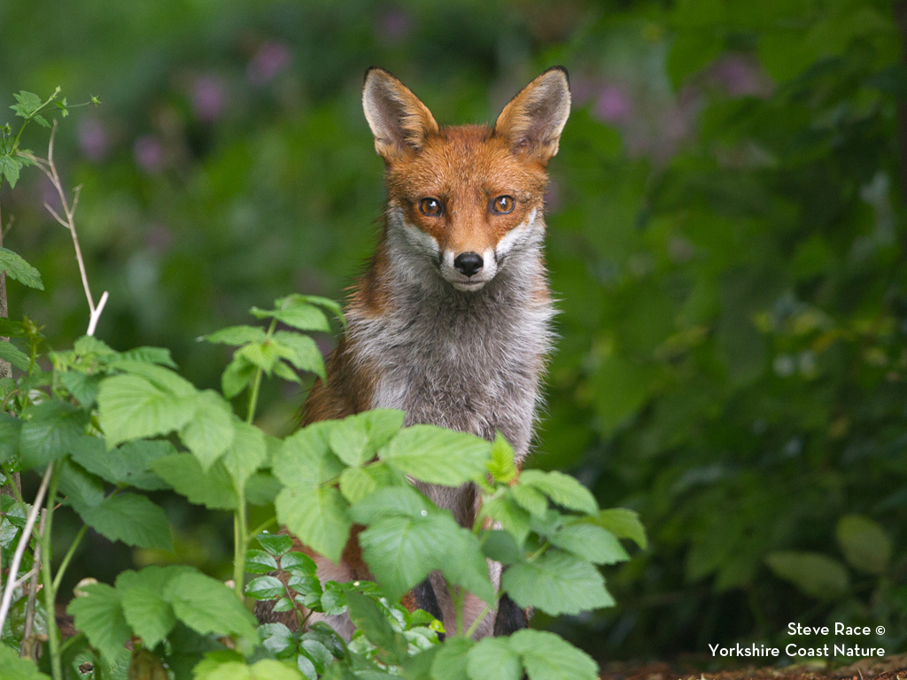 Fox Credit Steve Race Yorkshire Coast Nature Fox Credit Steve Race Yorkshire Coast Nature