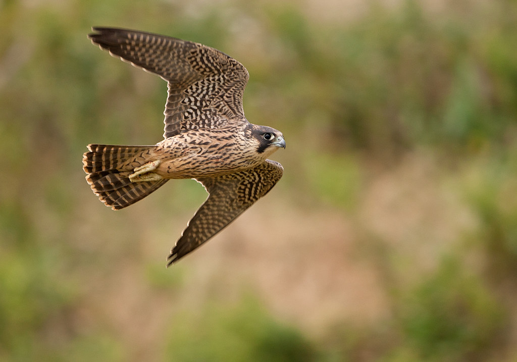 Peregrine credit Steve Race Peregrine credit Steve Race