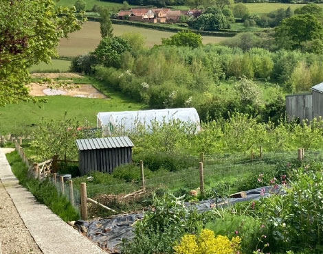 Market garden with a newly created pond on a slope in the distance.