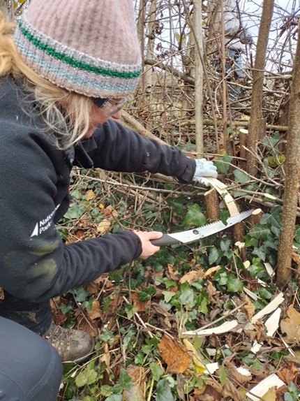 Andrea learning hedge laying 