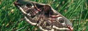 Emporer moth