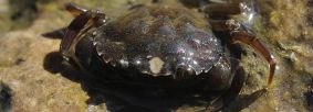 Shore crab by North East Wildlife